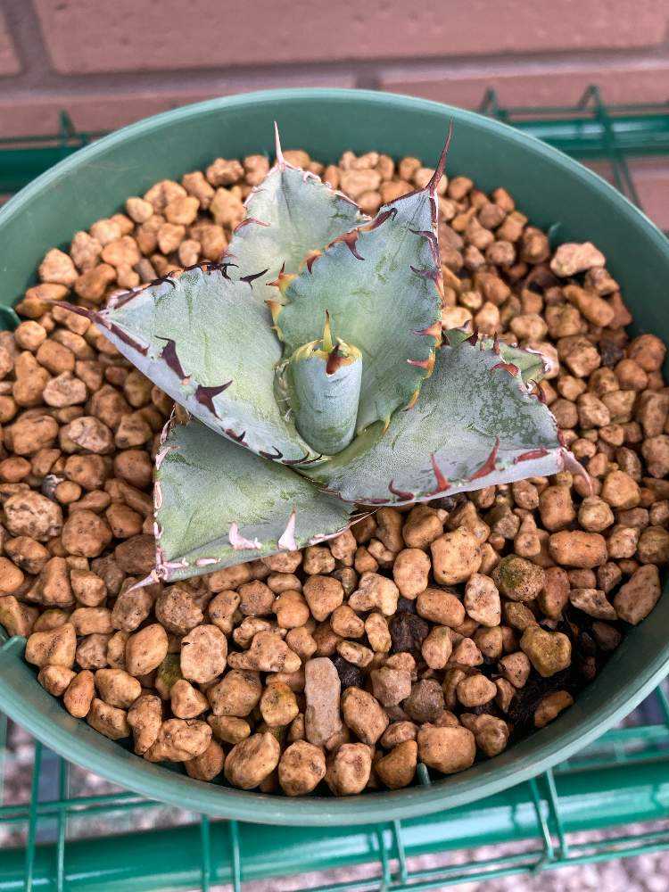 レア/塊根植物】ドルステニア ギガス 鉢植え A-2 レア/塊根植物