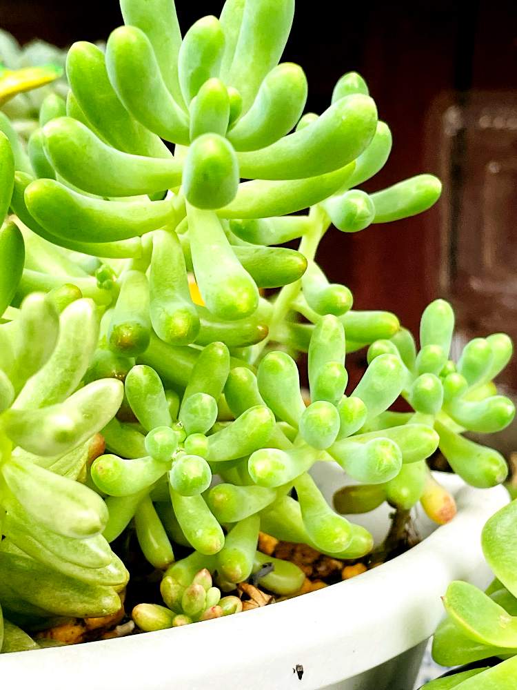 乙女心 おとめごころ の投稿画像 By 多肉村sanさん 乙女心 と植物 のある暮らしとタニパトと多肉しか勝たんとアエオニウムと多肉のある暮らしとおうち園芸と滋賀と慢性植中毒と多肉女子と滋賀 タニラーとpwもりもり自慢21とセダム畑とチーム滋賀 21月7月12日