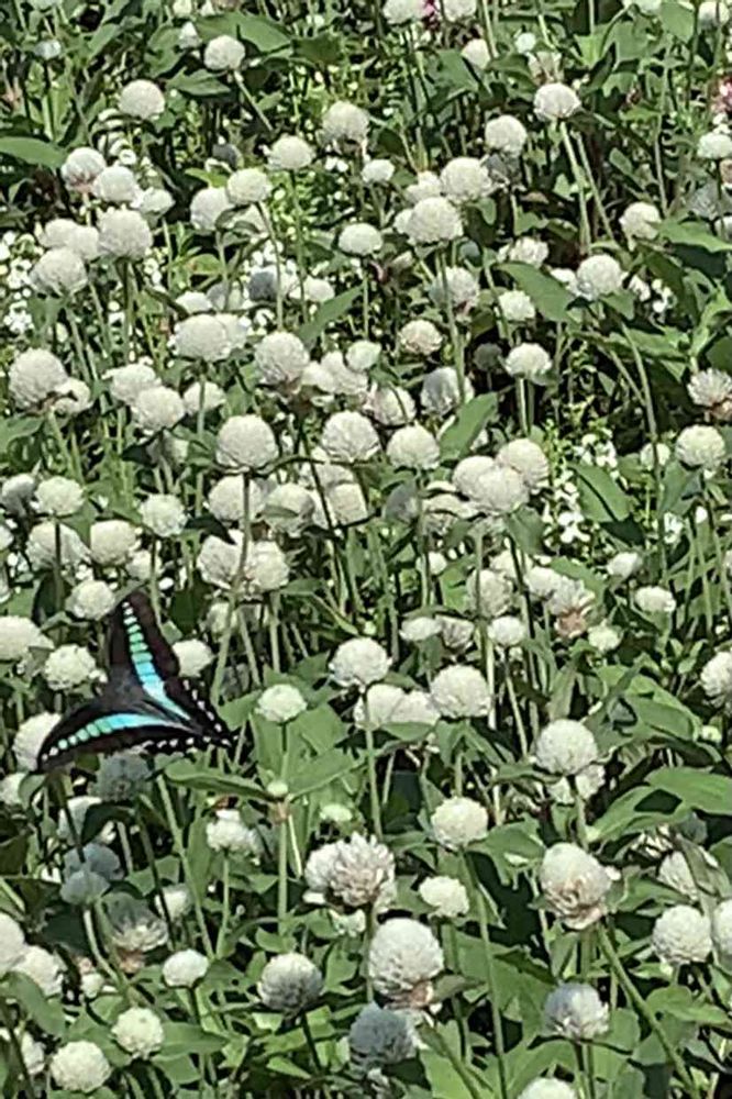 ららこさんの山下公園への投稿