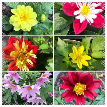 可愛い花♪の画像 by ichiさん | キク科 〜と可愛い花♪と多種・多色と多種多様と豪華な花　♡と用途が広いお花と花のある暮らし