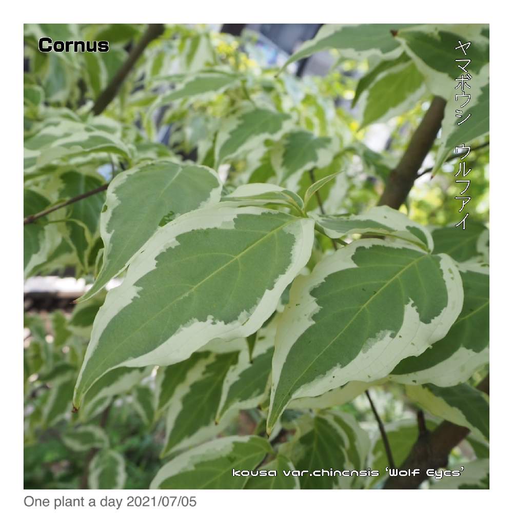 ヤマボウシ ウルフアイの投稿画像 By ロングさん 庭木とシェードガーデンと北海道の庭とone Plant A Day 21月7月12日 Greensnap グリーンスナップ