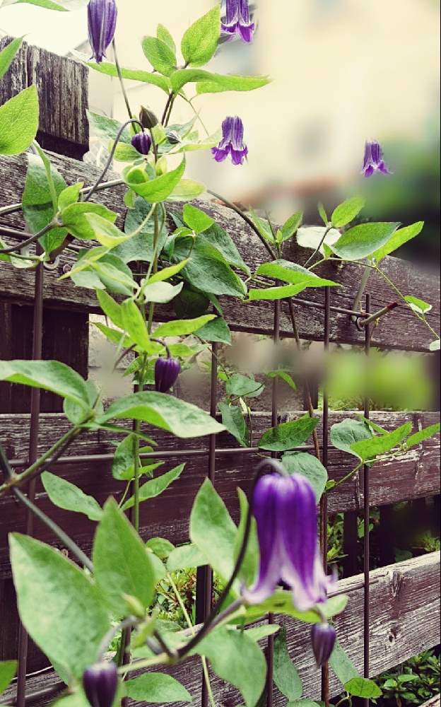 クレマチス ロウグチの投稿画像 By ママリンさん 地植えとナチュラルガーデンと庭の宿根草とパープル系のお花 21月7月12日 Greensnap グリーンスナップ