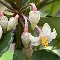 マンリョウ,花壇,ガーデニング,山野草,樹木の画像