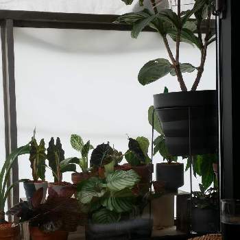 キサントソーマ リンデニーの画像 by しおんさん | 窓辺とアンスリウムとメディニラ マグニフィカとキサントソーマ リンデニーとカラテア オルビフォリアとアロカシア アマゾニカとフィロデンドロン・バーキンとアロカシア ブラックベルベットとカラテア ロゼオピクタ ドッティと紫苑のDIYと観葉植物とlumix-gf9とS家の成長記録とリメイクシートとベランダガーデンと梅雨と鉢植えとミラーレス一眼とDIYと熱帯植物