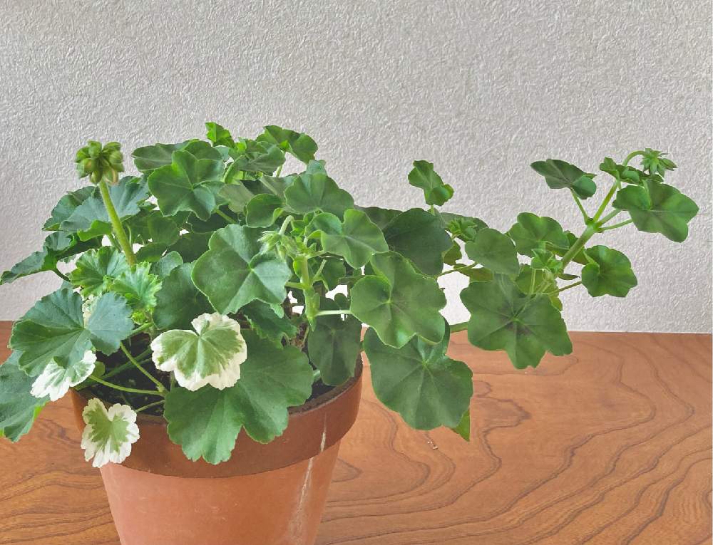 鉢植えの投稿画像 By かぶとさん 挿し木と ゼラニウムとアイビーゼラニウム とつぼみとツボミと挿し木のゼラと挿し木のｱｲﾋﾞｰｾﾞﾗﾆｳﾑ 21月7月12日 Greensnap グリーンスナップ