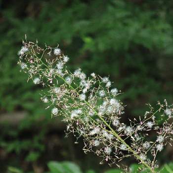 道端の草花の投稿画像一覧 Greensnap グリーンスナップ