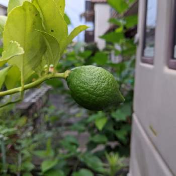 Lemon Green レモン グリーンの投稿画像一覧 Greensnap グリーンスナップ