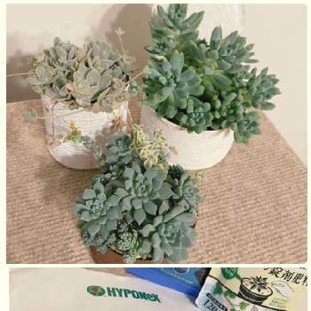 Gw後半は愛媛県へ Greensnap グリーンスナップ