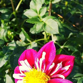 宝塚ダリア園の投稿画像一覧 Greensnap グリーンスナップ