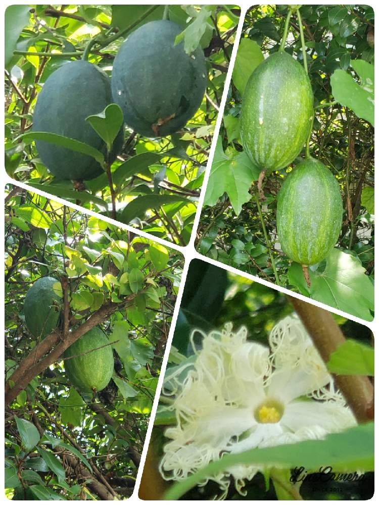 キカラスウリ の投稿画像 By Min さん キカラスウリのお花と素敵な１日とキカラスウリ の実と今日も元気にと医療従事者に感謝とお疲れさまでしたと毎日がspecialとキカラスウリの花 と素敵な１日とキカラスウリの実と今日も元気にと医療従事者に感謝とお疲れさまで