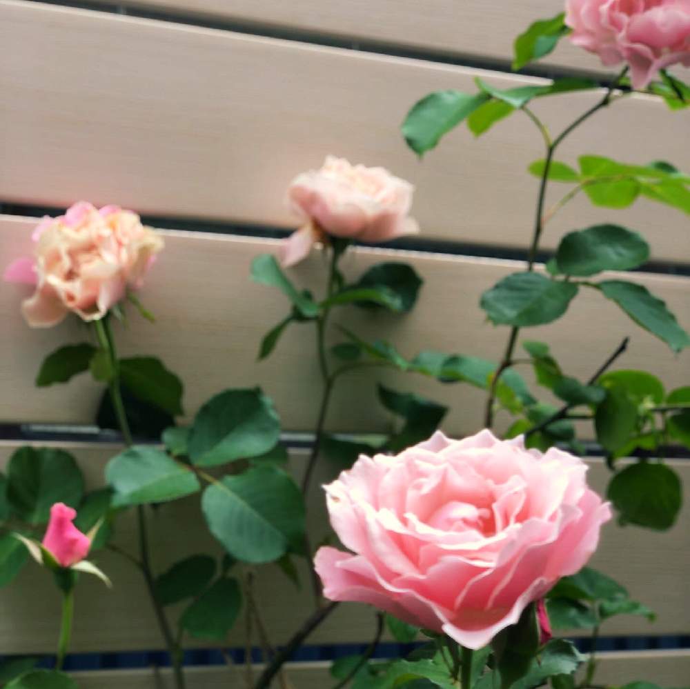 バラ ダフネの投稿画像 By たかこさん 薔薇が好きと小さな小さな庭と花のある暮らしと薔薇のある暮らし 21月7月12日 Greensnap グリーンスナップ