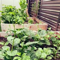 ツルムラサキの育て方 種まきや苗の植え方は プランター栽培もできる Greensnap グリーンスナップ ツルムラサキの育て方 種まきや苗の植え方は プランター栽培もできる Greensnap グリーンスナップ