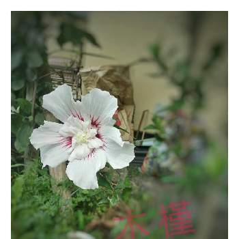 ムクゲ ローズオブシャロンの投稿画像一覧 Greensnap グリーンスナップ