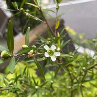 レモンティーツリーの育て方 苗の植え方は 虫除けになるって本当 Greensnap グリーンスナップ レモンティーツリーの育て方 苗の植え方は 虫除けになるって本当 Greensnap グリーンスナップ
