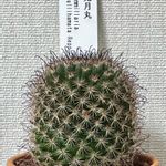 兎月丸の一覧｜?GreenSnap（グリーンスナップ）