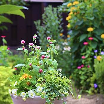 PWスーパーベル　ダブルミルクレープの画像 by こもひささん | 広い庭とメランポジウムとPWスーパーベルダブルミルクレープと千日紅とプミラとセンニチコウと寄せ植えと プミラと夏の花とメランポジウム☆とカリブラコア♡と千日紅❁と鉢植えとミラーレス一眼と手水鉢と植木鉢とPWスーパーベル　ダブルミルクレープと鉢植え。と初夏に作った寄せ植え2021とセンニチコウ♡とセンニチコウ(千日紅)