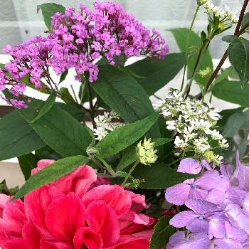 ブットレア紫の画像 by のばらさん | こんばんは！とブットレア紫とお疲れさまと今日のお花と❤️M.family❤️とダリア☆