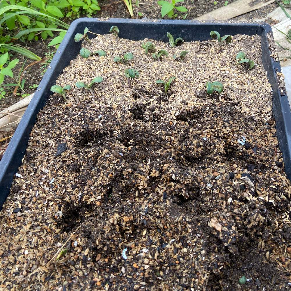 メネデールで野菜を育てる 枝豆の土中緑化 摘芯 断根に挑戦 Greensnap グリーンスナップ