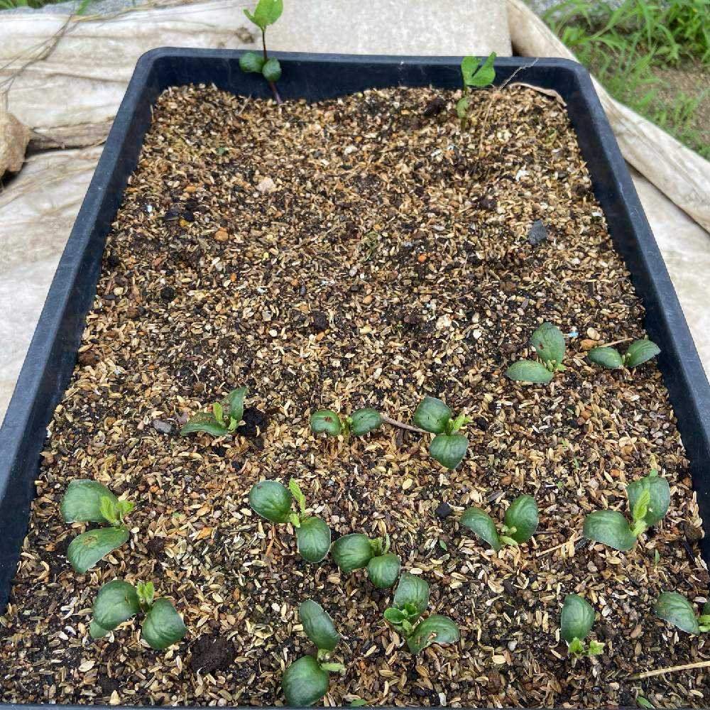 メネデールで野菜を育てる 枝豆の土中緑化 摘芯 断根に挑戦 Greensnap グリーンスナップ