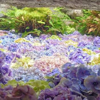むらさき色の画像 by ヒデキさん | 広い庭とピンク系としろと花手水とピンクの花とあじさい ブルーと白・しろ・ホワイトと真っ白なアナベルと紫陽花 アジサイ あじさいと紫陽花大好きと苔(こけ)と青・あお・ブルーとむらさき色と紫陽花てまりてまりとしろい花