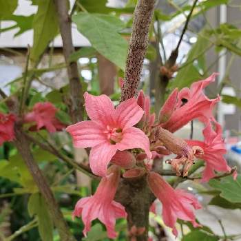 ブラキキトン属の投稿画像一覧 Greensnap グリーンスナップ