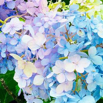 色鮮やかな花の投稿画像一覧 Greensnap グリーンスナップ