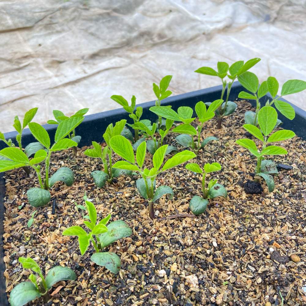 メネデールで野菜を育てる 枝豆の土中緑化 摘芯 断根に挑戦 Greensnap グリーンスナップ