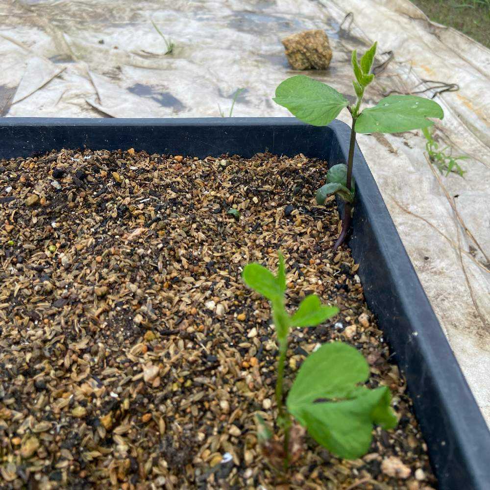 メネデールで野菜を育てる 枝豆の土中緑化 摘芯 断根に挑戦 Greensnap グリーンスナップ