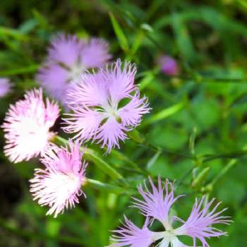 道の駅くろまろの郷の投稿画像一覧 Greensnap グリーンスナップ