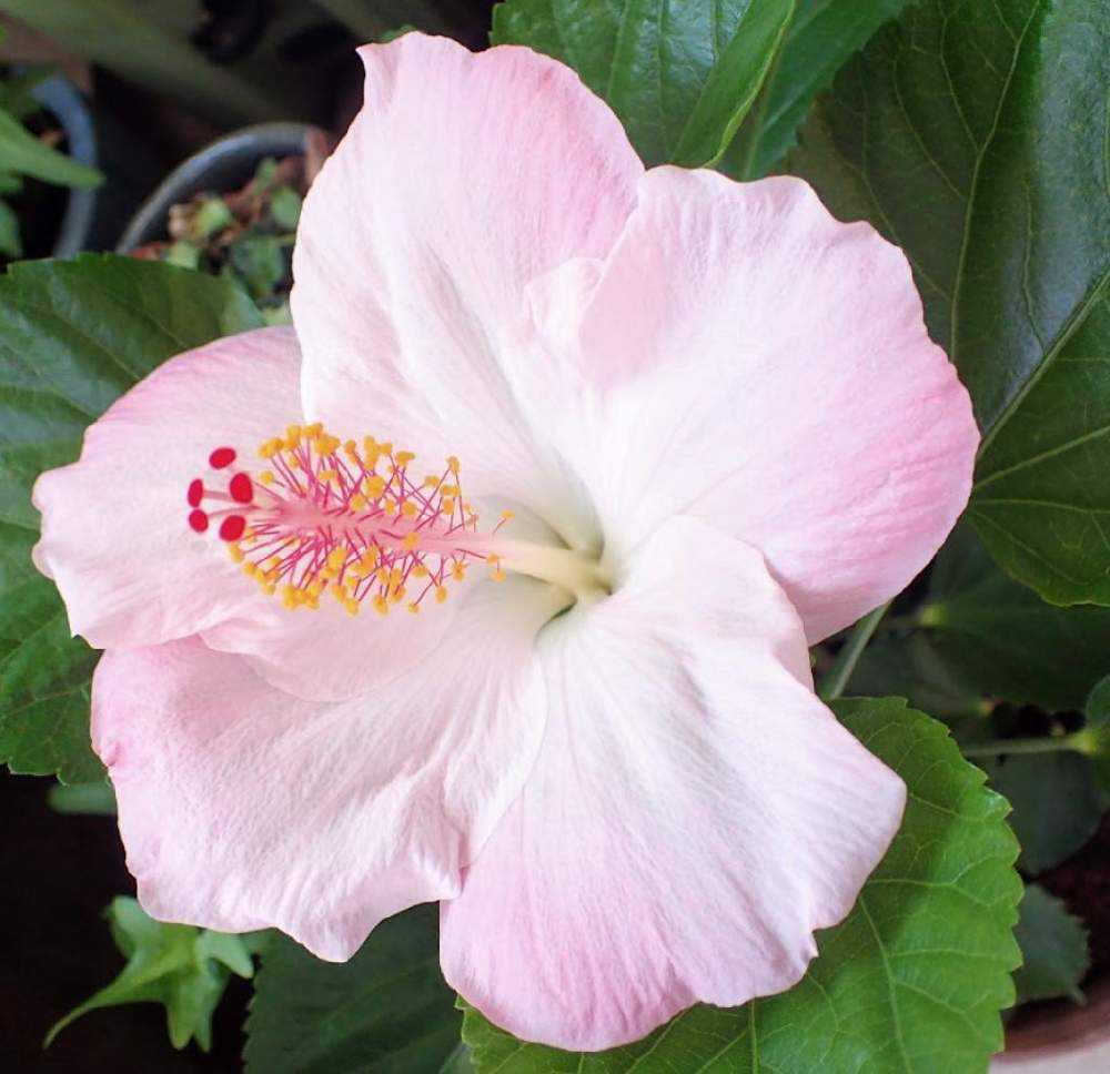 ハイビスカス様 わが家のハイビスカス🌺｜🍀GreenSnap（グリーンスナップ）