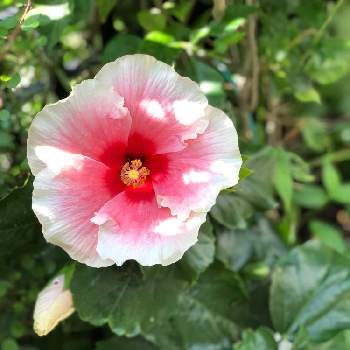 ハイビスカス グレイス3の投稿画像一覧 Greensnap グリーンスナップ