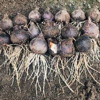 水仙 スイセン の育て方 球根の植え方 増やし方は 植え替え時期は Greensnap グリーンスナップ 水仙 スイセン の育て方 球根の植え方 増やし方は 植え替え時期は Greensnap グリーンスナップ