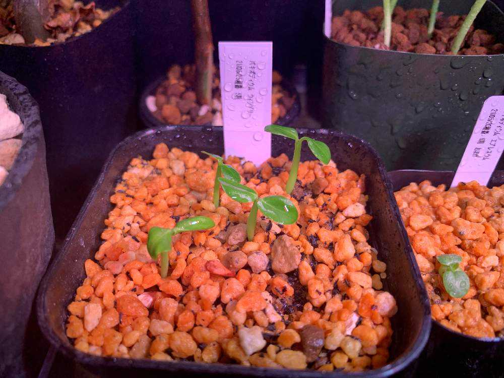 21/05/25播種 ウィンゾリー実生 更新するかも…｜🍀GreenSnap（グリーン