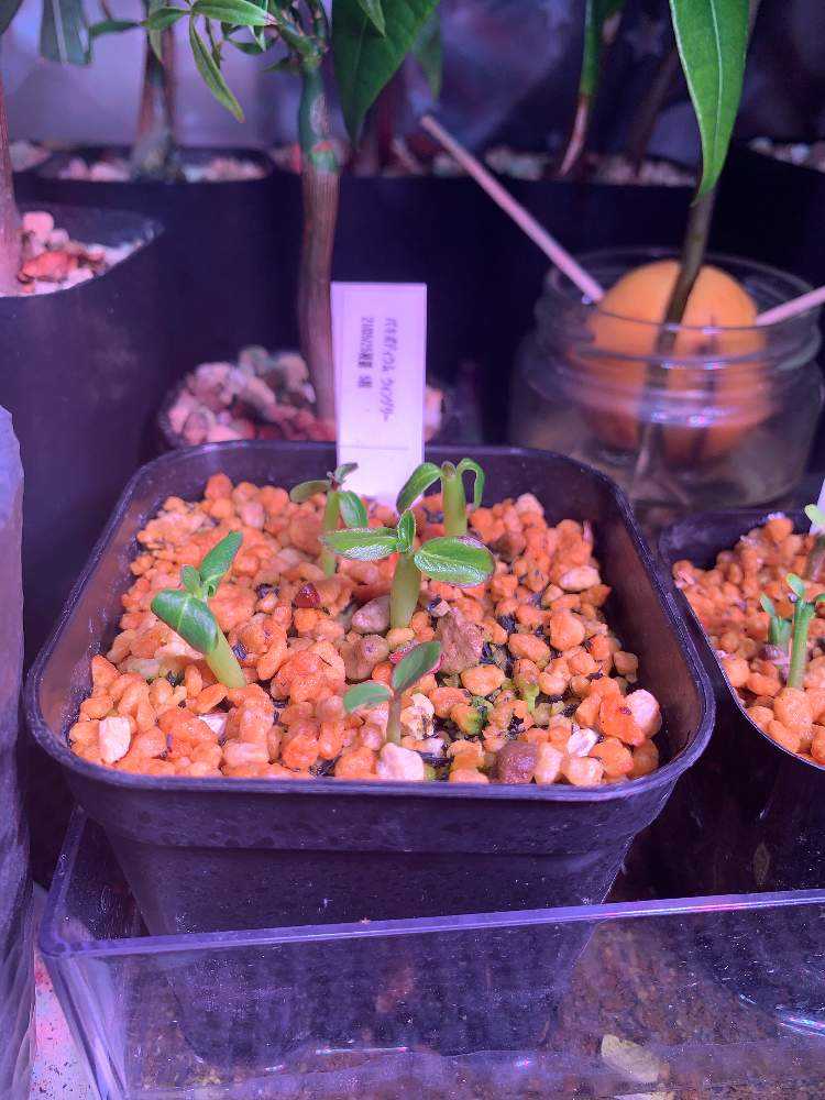 21/05/25播種 ウィンゾリー実生 更新するかも…｜🍀GreenSnap（グリーン