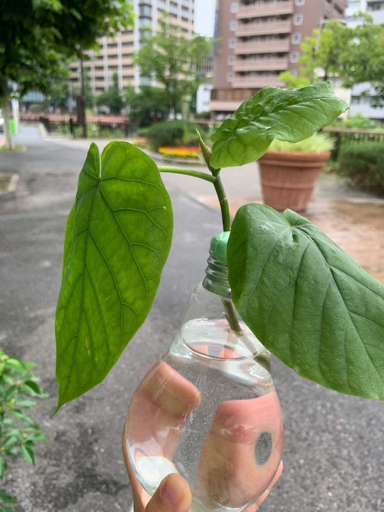 ウンベラータ成長記録 曲木チャレンジ Greensnap グリーンスナップ