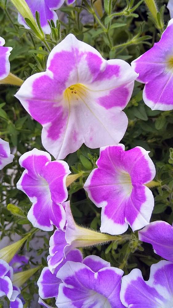 ペチュニアの投稿画像 By パープルフラワーさん サフィニアとかわいいと今日の花 21月7月13日 Greensnap グリーンスナップ