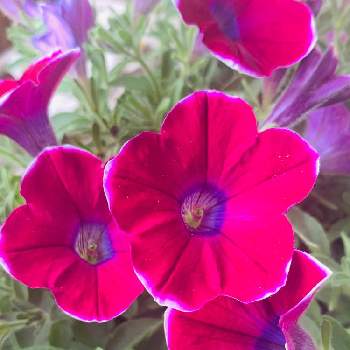 今朝の１枚の画像 by のばらさん | アズキフラッペとおはようと今日のお花と❤️M.family❤️とペチュニア☆と今朝の１枚と福島からのエール