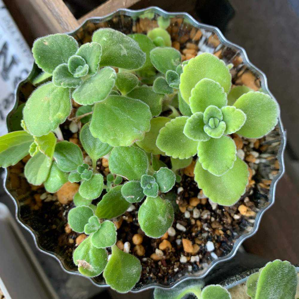 麦茶様　ご確認用　アロマテカス抜き苗 麦茶様 ご確認用 アロマテカス抜き苗 麦茶様 ご確認用 アロマテカス