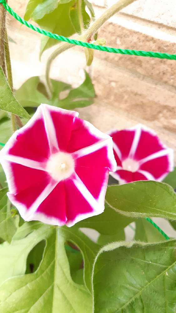 曜白アサガオ 種から Greensnap グリーンスナップ 曜白アサガオ 種から Greensnap グリーンスナップ