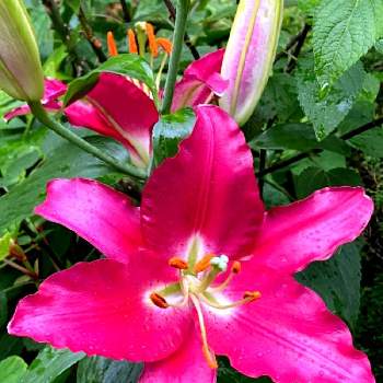 美しいフォルムの画像 by ひみつのアッコちゃんさん | 広い庭とレッドカサブランカと大きな花と花のある生活と美しい花と元気な花と美しいフォルムと大好きな花と花を見る喜びと私のお気に入りと地植えの花