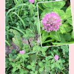 デンマークの国花の一覧 Greensnap グリーンスナップ