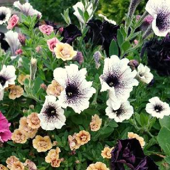 ペチュニア カプチーノの投稿画像一覧 Greensnap グリーンスナップ