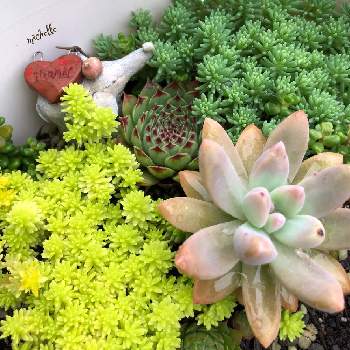 ヒアリウムの投稿画像一覧 Greensnap グリーンスナップ