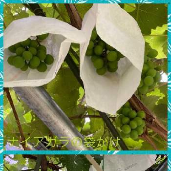 元気な植物の画像 by ひみつのアッコちゃんさん | お出かけ先と葡萄　ナイアガラと私のお気に入りと美味しい果物と元気な植物