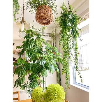 枝垂れる植物中毒の投稿画像一覧 Greensnap グリーンスナップ