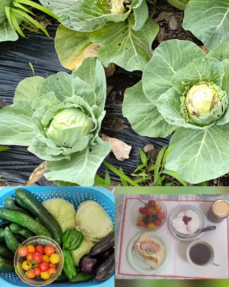 ナスの投稿画像 By 折り姫さん ピーマンとグリーンボールときゅうりと手作りと田舎暮らしとおうち園芸とお庭の植物とそらと花のある暮らしとせんぜ畑と楽しい田舎暮らし 21月7月13日 Greensnap グリーンスナップ