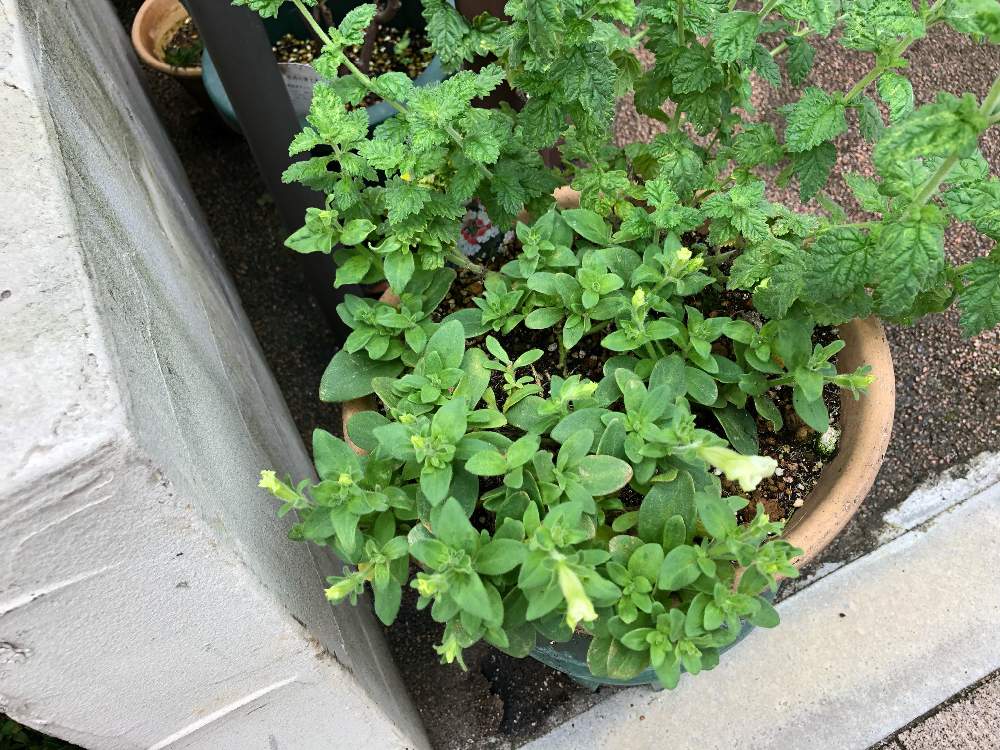 ペチュニアの投稿画像 By Tari24さん 宿根バーベナと雨上がりと暑いとペチュニア と白花と半日陰と花びら見えたと蕾も沢山と鉢植えともうすぐ咲きそうと本日の花 21月7月13日 Greensnap グリーンスナップ