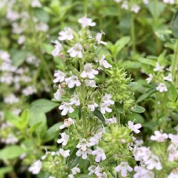 シトラスタイムの投稿画像一覧 Greensnap グリーンスナップ