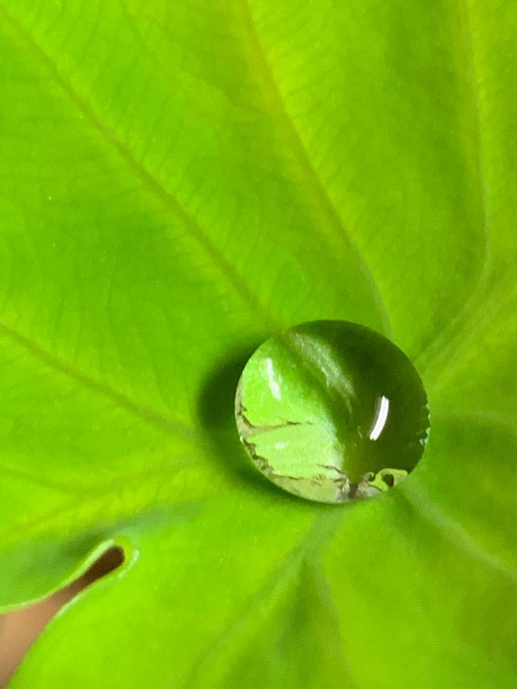 里芋の投稿画像 By 風花さん 水栽培と室内と水滴と緑色と露 21月7月13日 Greensnap グリーンスナップ