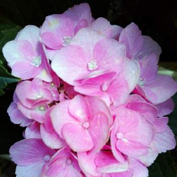 紫陽花ハイドランジアの画像 by レモンさん | 小さな庭と紫陽花☆とピンクの花と紫陽花ハイドランジアとおうち園芸といやし♡と可愛い♡